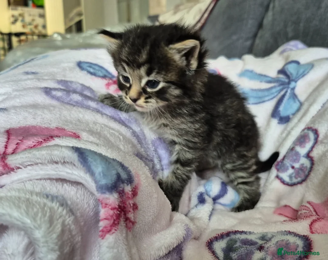 British Longhair cats for sale: 3 gorgeous kittens for sale  - Advert 2