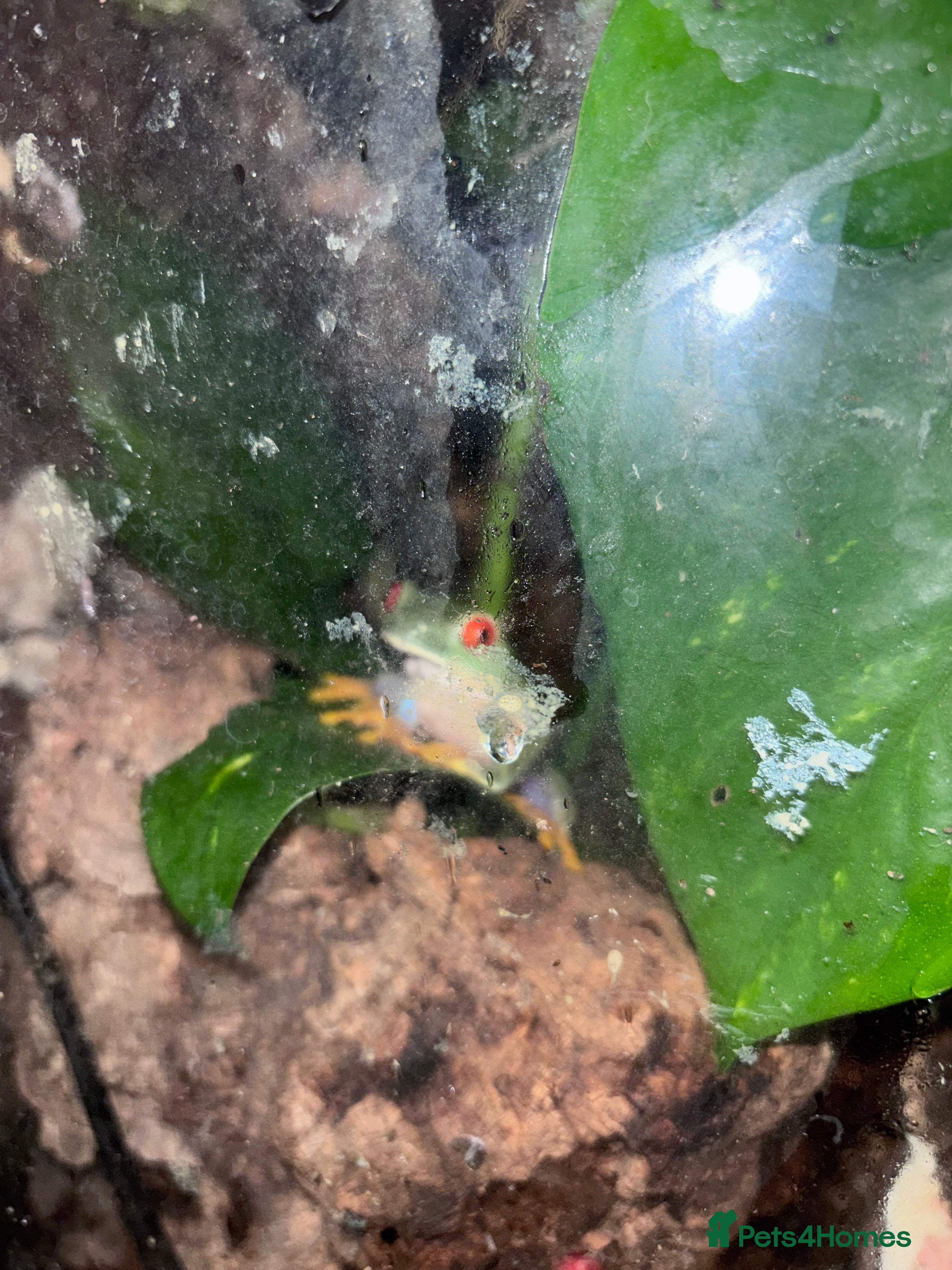 Frog reptiles Red Eyed Tree Frogs and set up - Advert 4
