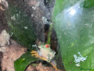 Frog reptiles for sale: Red Eyed Tree Frogs and set up - Advert 1