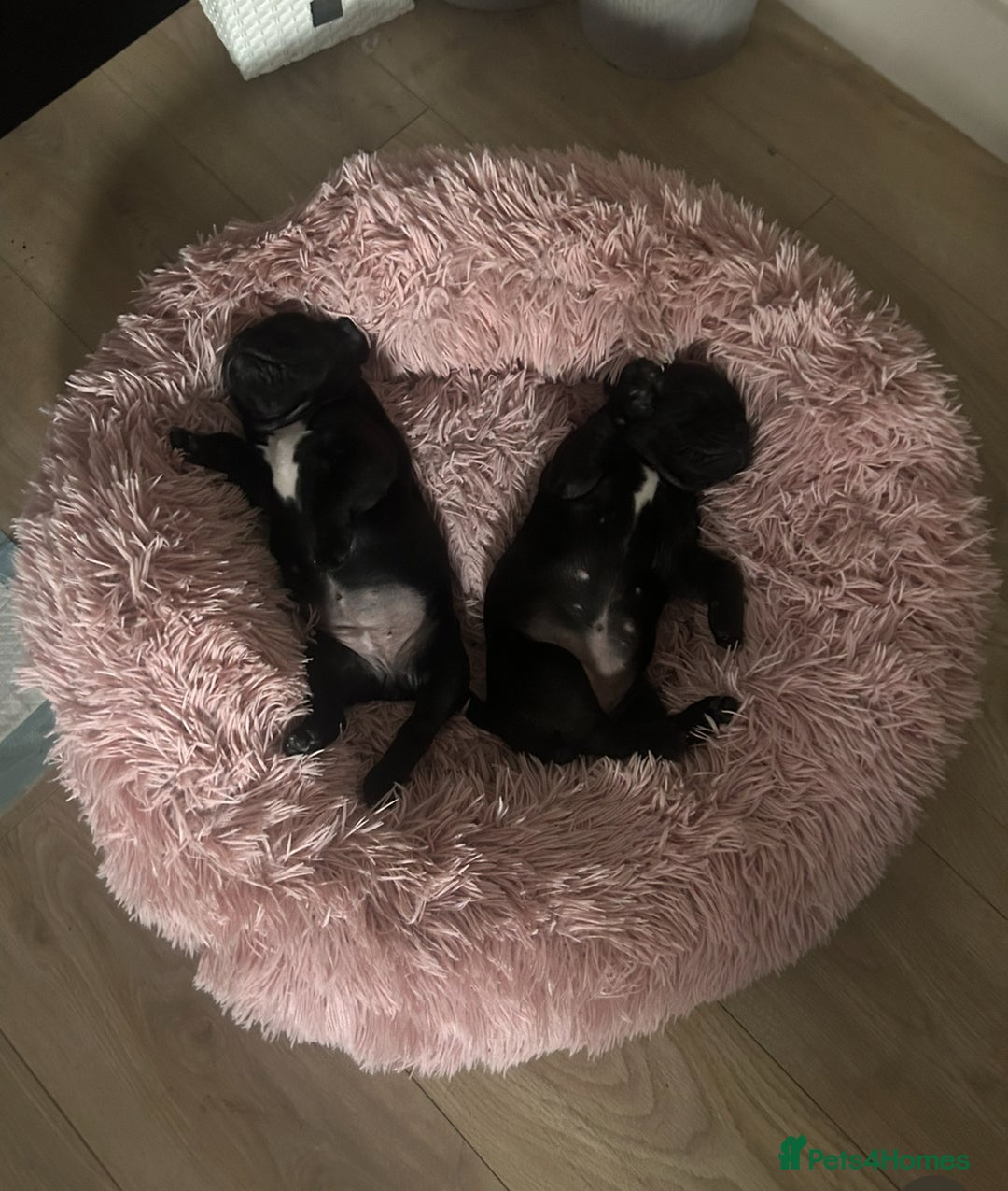 Mixed Breed dogs for sale: Mix French bulldog X American bulldog - Image 1