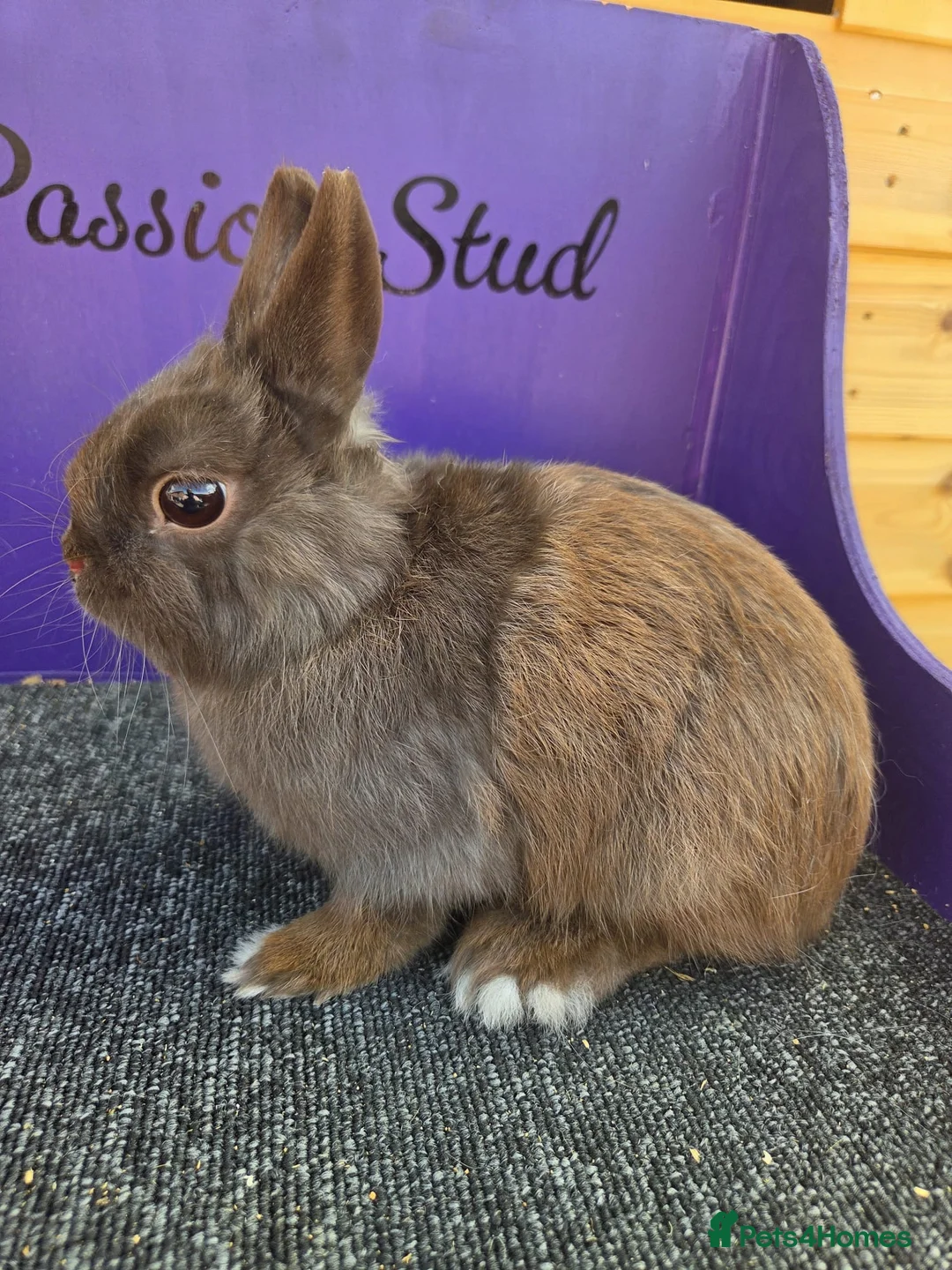 Netherland Dwarf rabbits for sale: Pure bred netherland dwarf - Advert 1