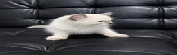 Ragdoll cats for sale: Ragdoll kitten  - Advert 3