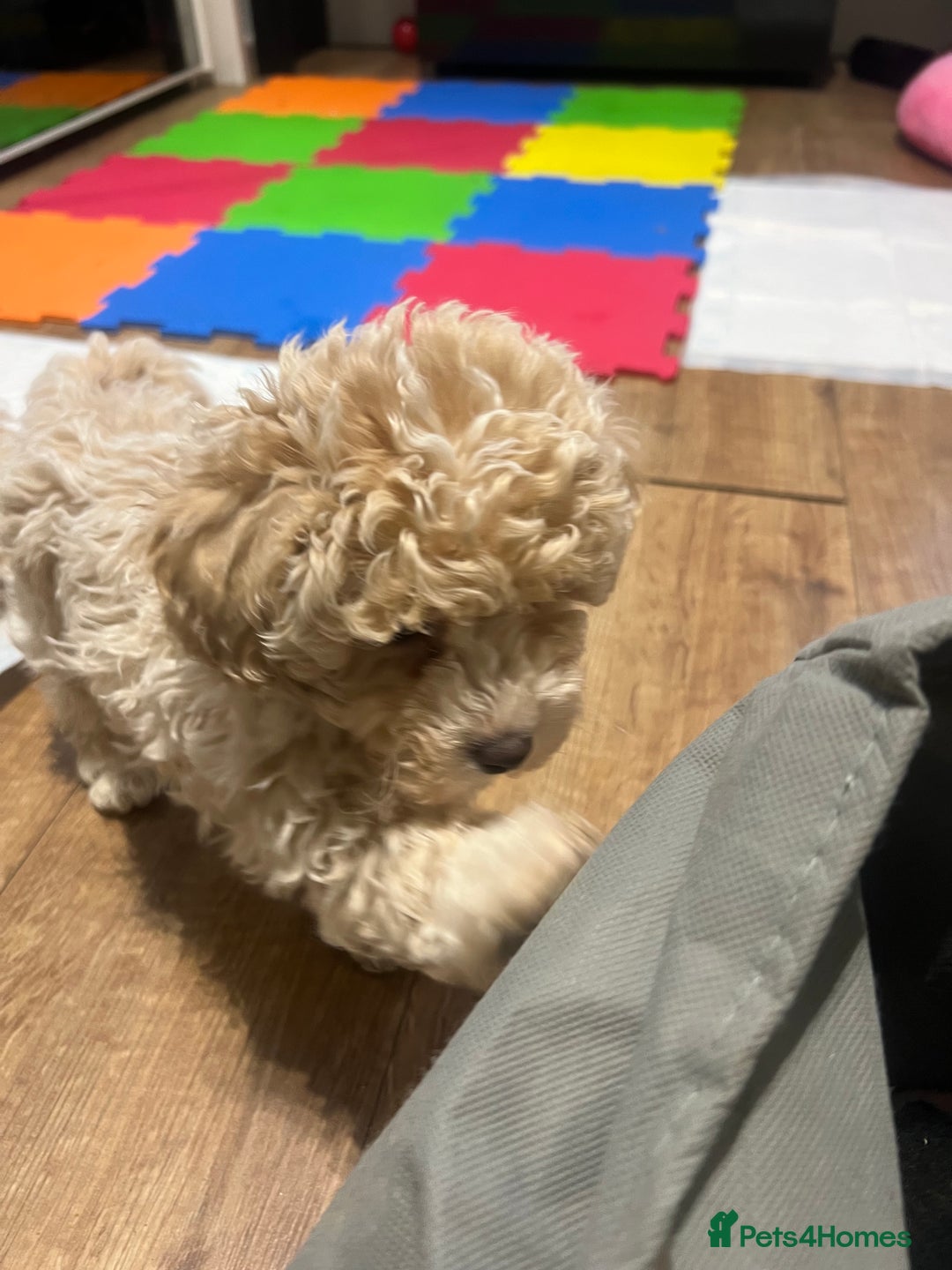 Maltipoo dogs for sale: Maltipoo F1 Males💙 - Advert 10
