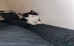 Mixed Breed cats for sale: 2 Very Cute kittens Ready to Leave NOW! - Image 6