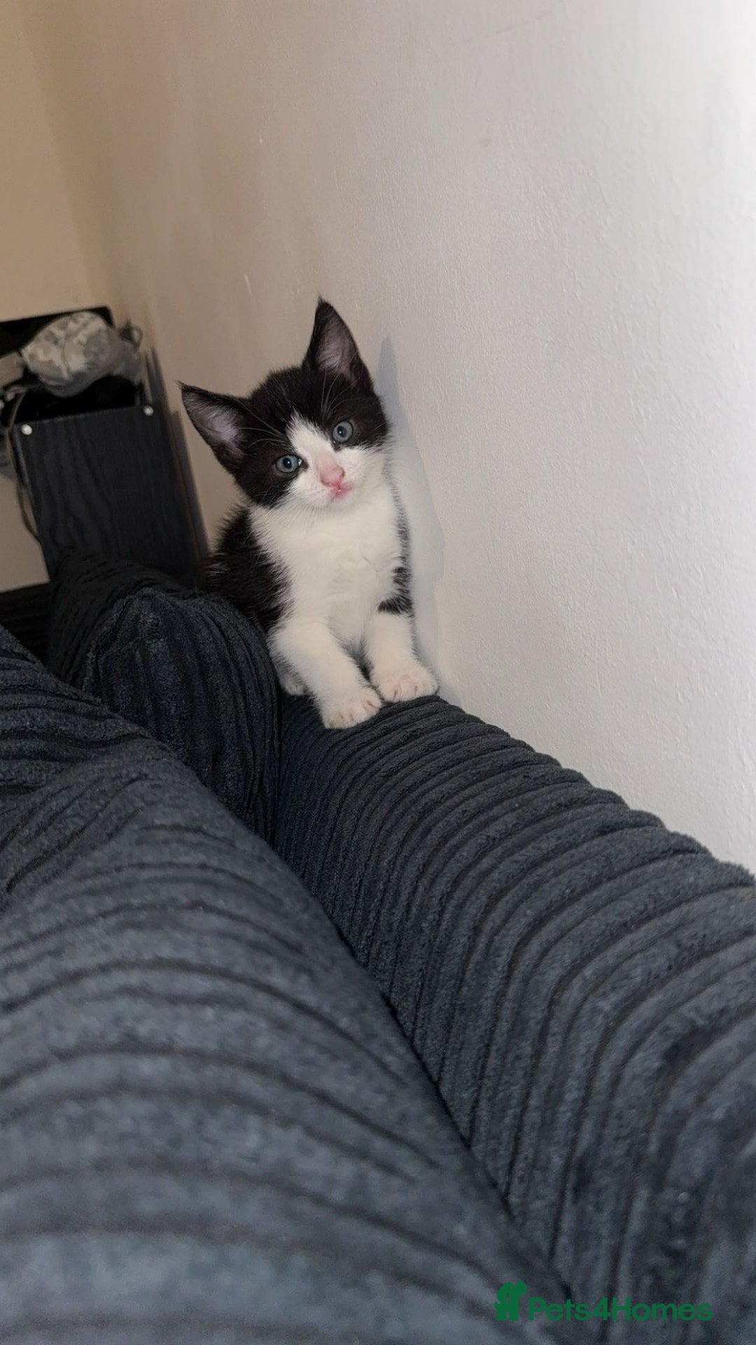 Mixed Breed cats for sale: 2 Very Cute kittens Ready to Leave NOW! - Image 6