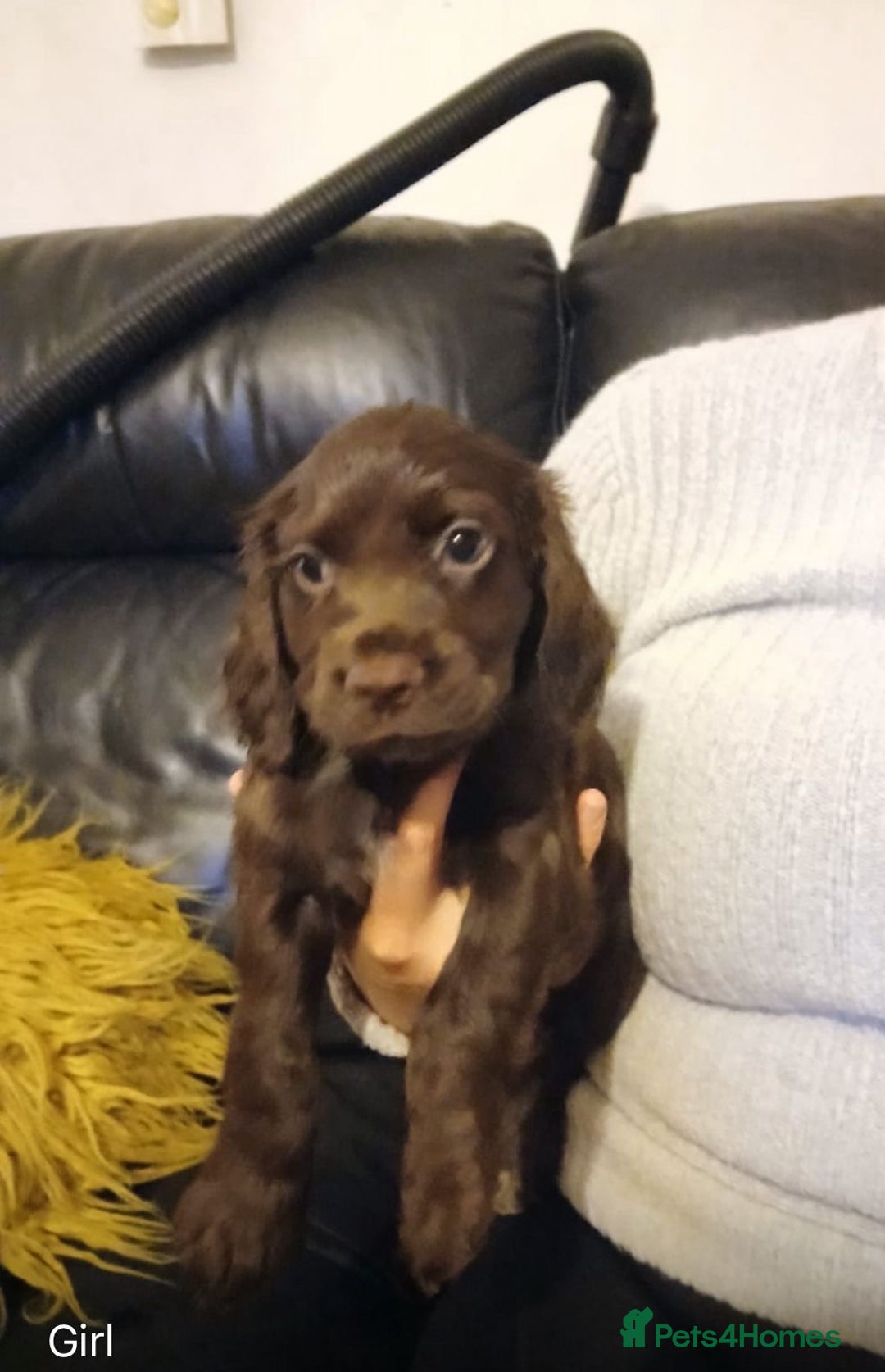 Cocker Spaniel dogs for sale: Chocolate working cocker spaniel puppies - Image 4