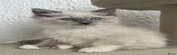 Ragdoll cats for sale: Blue Tortie Point Mitted Ragdoll Kittens in Haddington - Advert 4