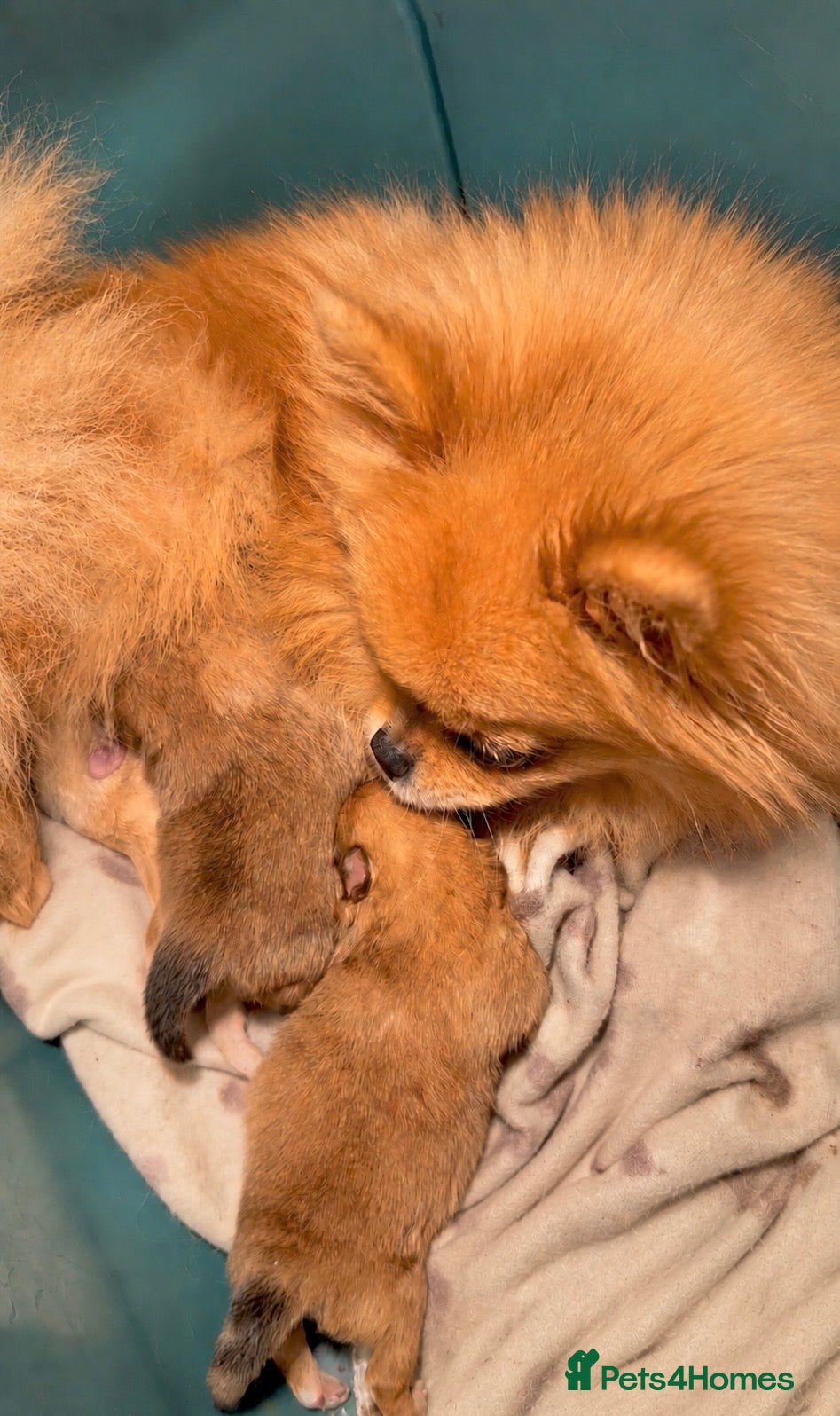 Pomeranian dogs Bear Type Pomeranian for sale XS - Advert 2