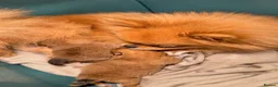 Pomeranian dogs for sale: Bear Type Pomeranian for sale  **  in Bromley - Advert 2
