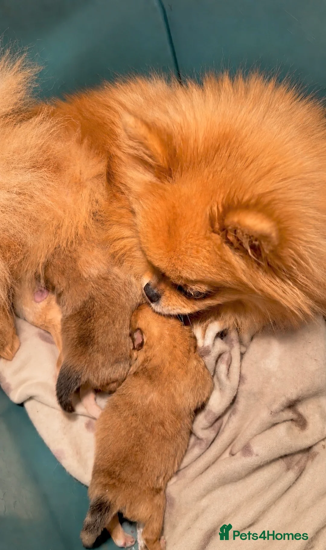 Pomeranian dogs for sale: Bear Type Pomeranian for sale  **  in Bromley - Advert 2
