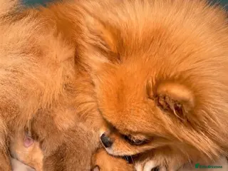 Pomeranian dogs Bear Type Pomeranian for sale ** - Advert 2