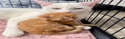 Siberian cats for sale: Two Fluffy Kittens!  - Advert 7