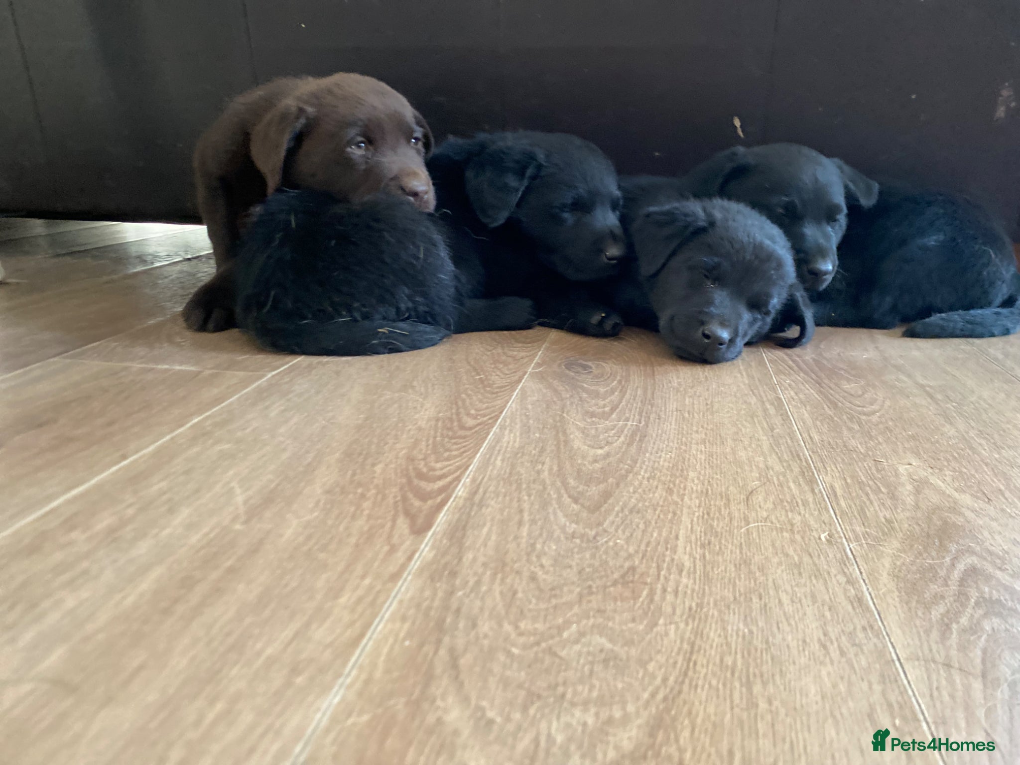 Labrador Retriever dogs Kc registered labradors - Advert 5