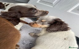 Cocker Spaniel dogs for sale: Cocker spaniel puppys - Image 6
