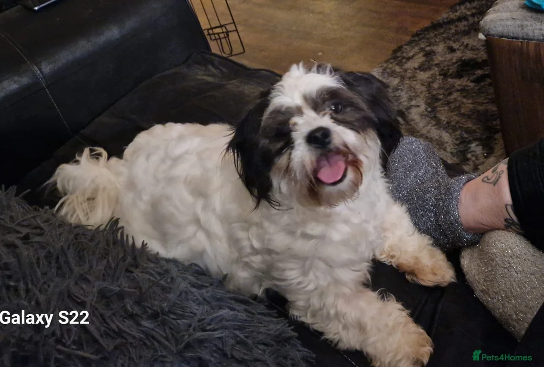 Cava Tzu dogs for sale: Cava-Tzu pups - Advert 3