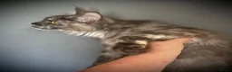 Maine Coon cats for sale: Maine Coon TICA registered Active Female  - Advert 7