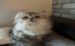 Perdoll cats for sale: Beautiful Perdoll Babies - Image 4