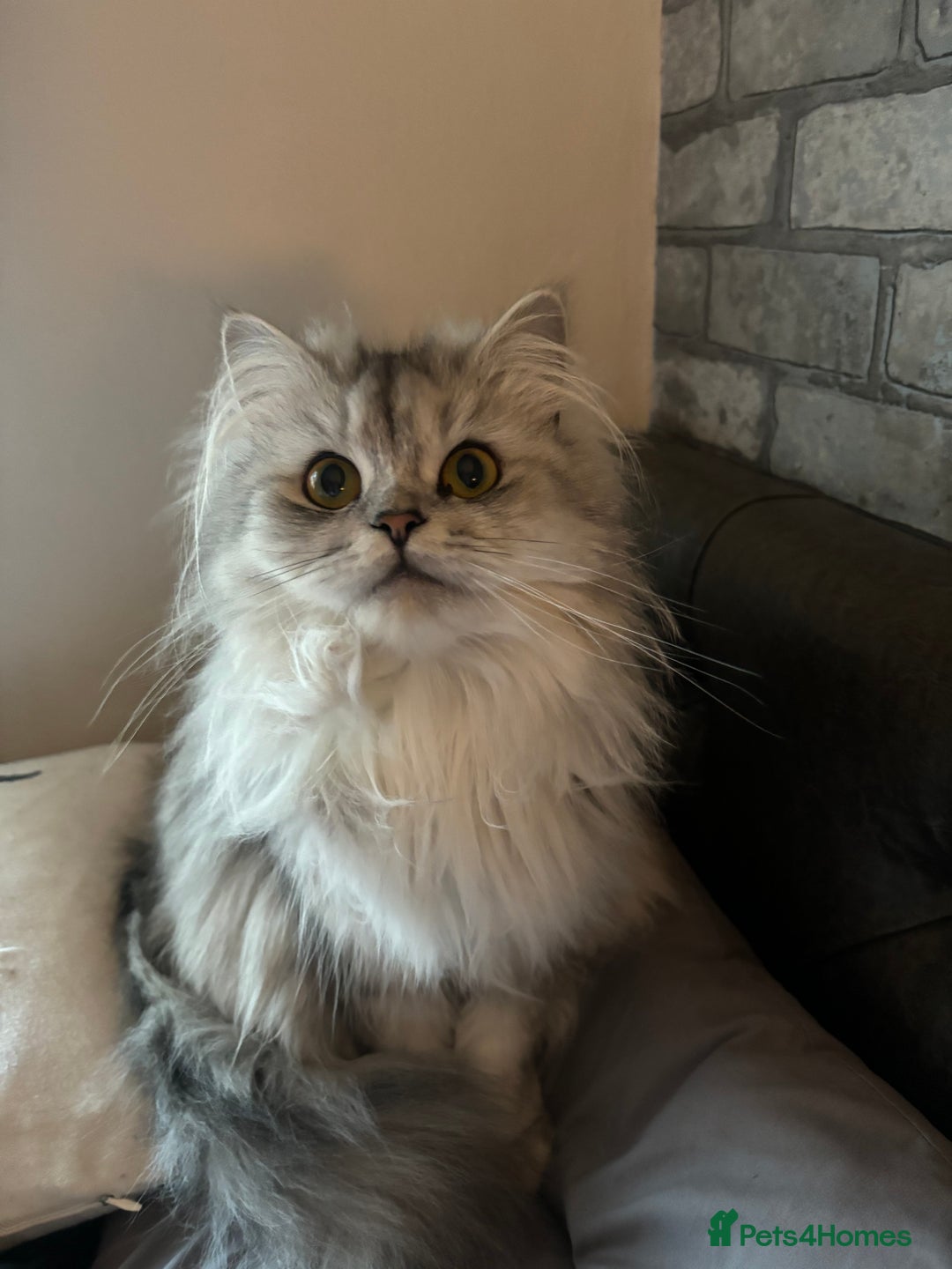 Perdoll cats for sale: Beautiful Perdoll Babies - Image 4