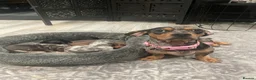 Mixed Breed dogs for sale: Dachshund hybrid puppies 🩷🩵 LAST ONE AVAILABLE  - Advert 12