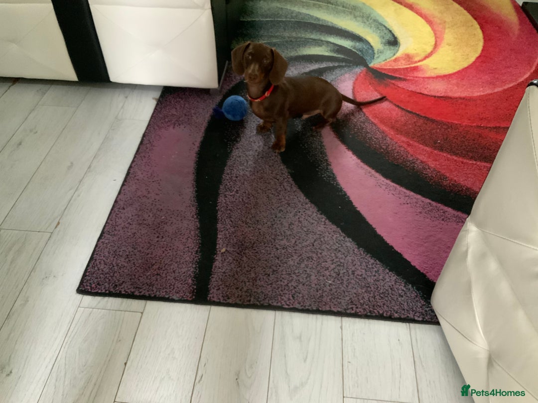 Miniature Dachshund dogs for sale: 6 month old chocolate and tan miniature dachshund - Image 6