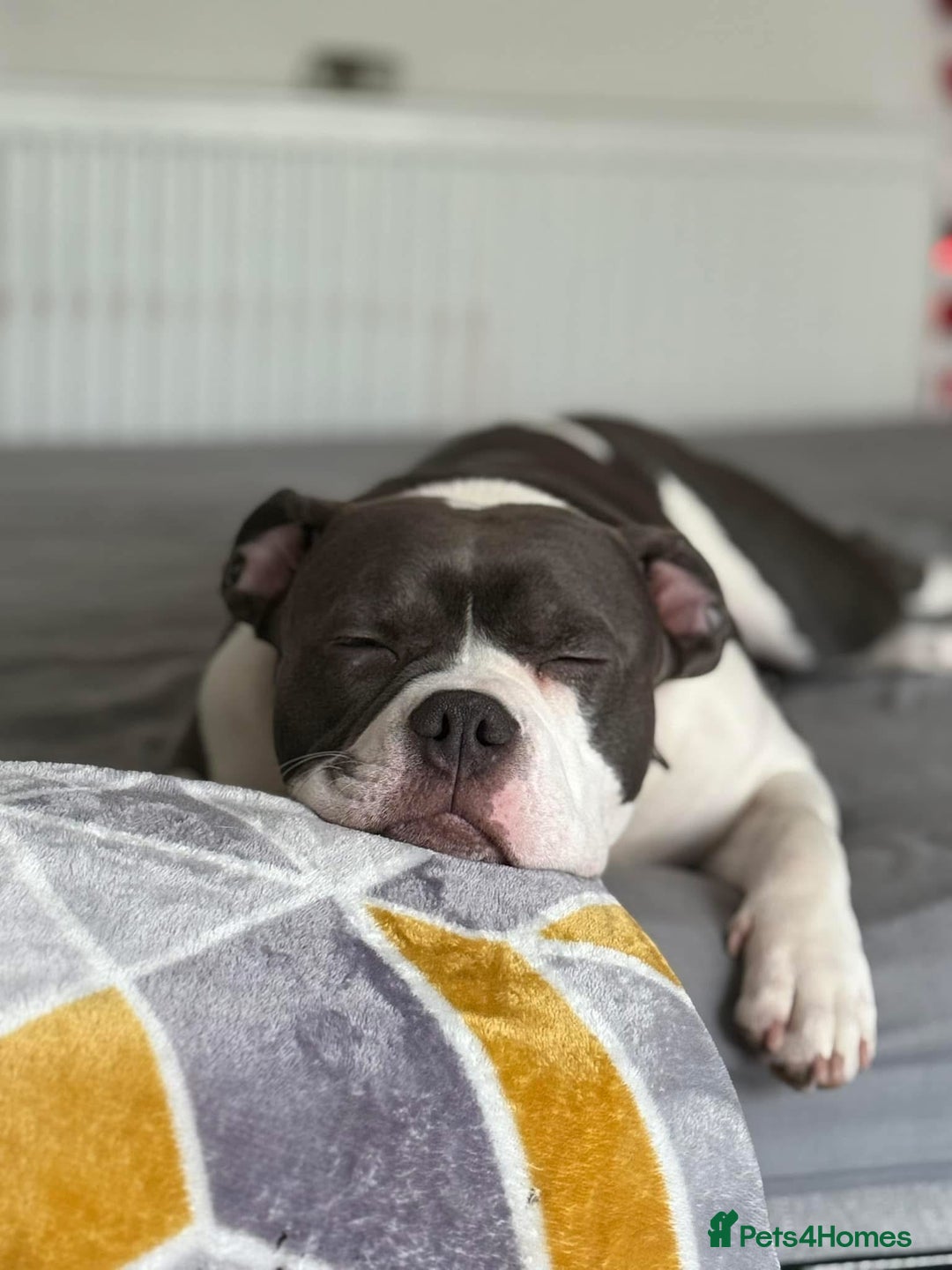 Mixed Breed dogs for sale: Pocket bully  - Image 3