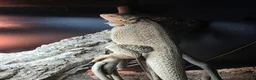 Bearded Dragon reptiles for sale: Beautiful 5 month old Bearded Dragon  in Fareham - Advert 2