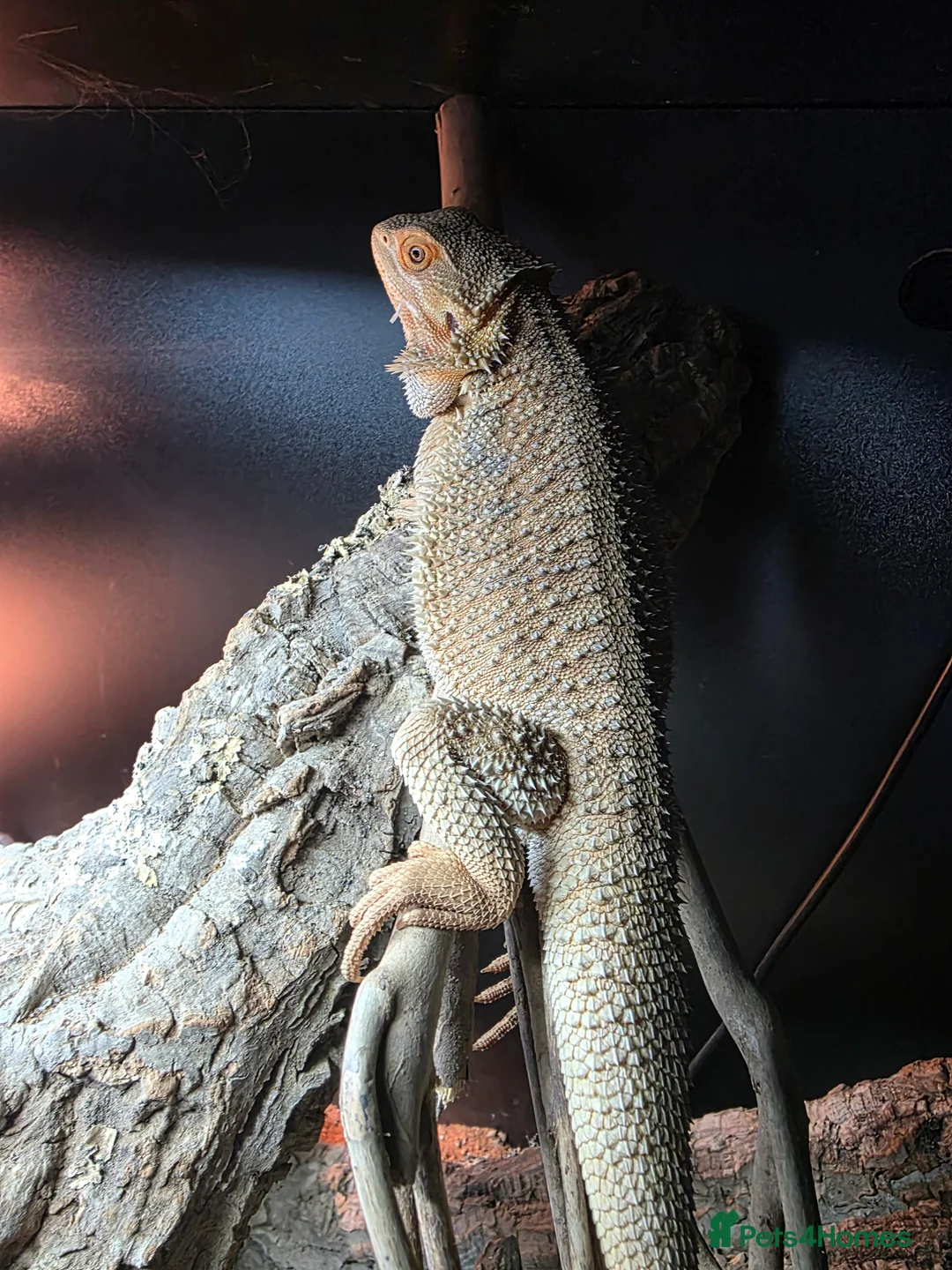 Bearded Dragon reptiles for sale: Beautiful 5 month old Bearded Dragon  in Fareham - Advert 2