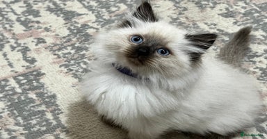 Siberian cats - Advert 10