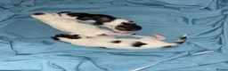 Mixed Breed cats for sale: TUXEDO X TABBY MIXED BRED KITTENS - Advert 3