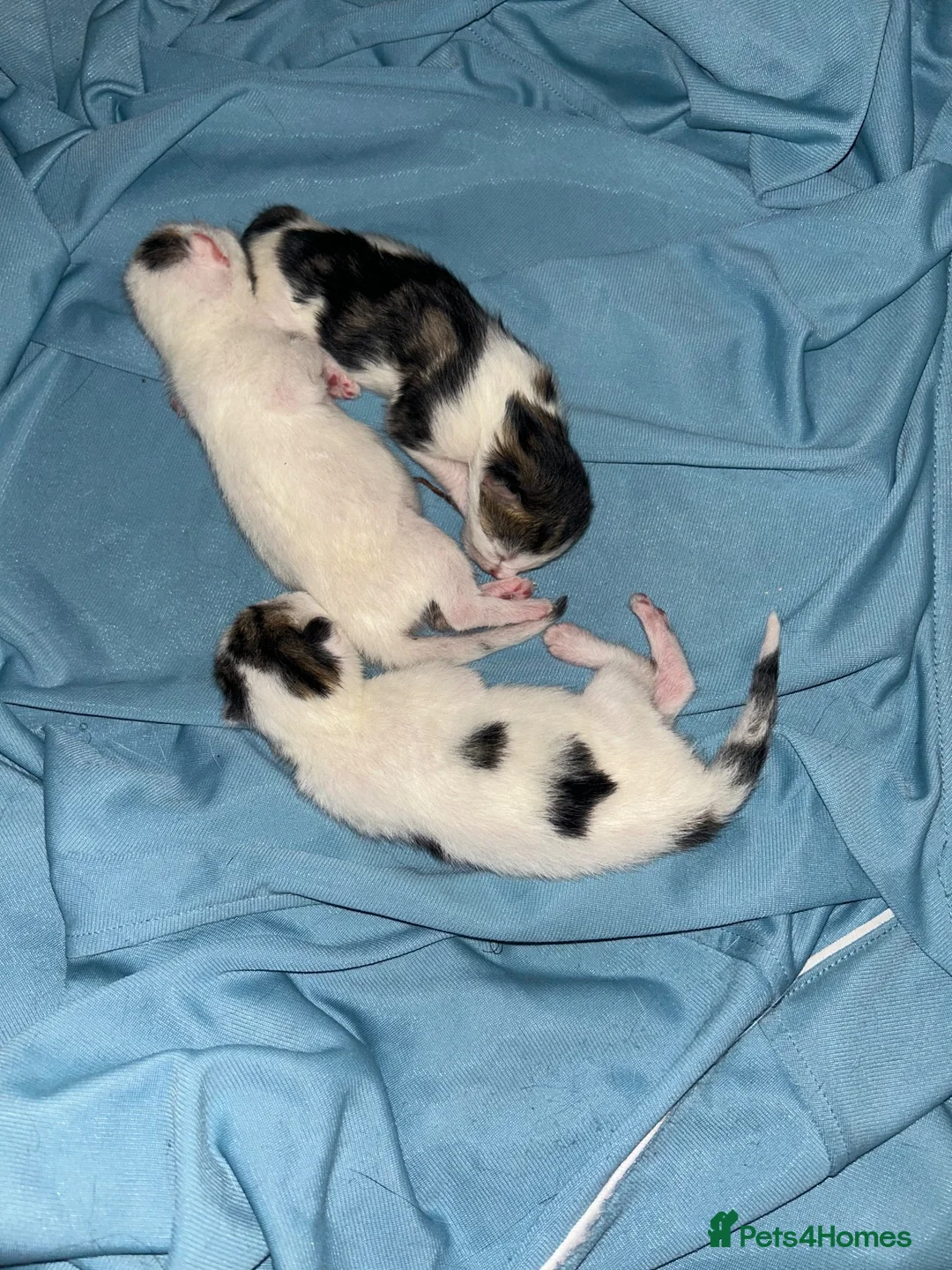 Mixed Breed cats for sale: TUXEDO X TABBY MIXED BRED KITTENS - Advert 3