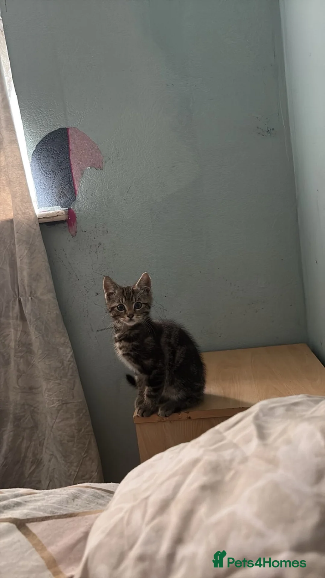 Domestic Shorthair cats for sale: Kittens  - Advert 8