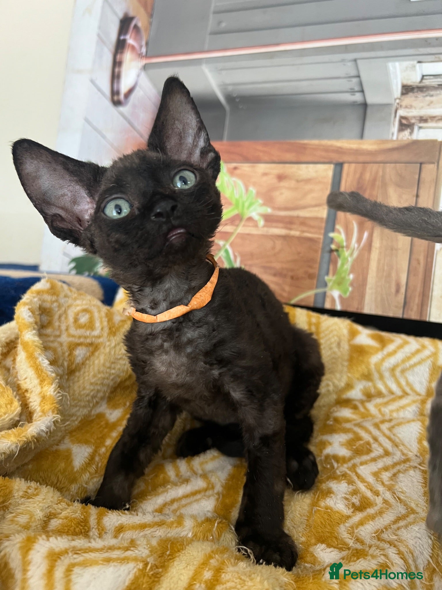 Devon Rex cats Affectionate Devon Rex kittens - Advert 1