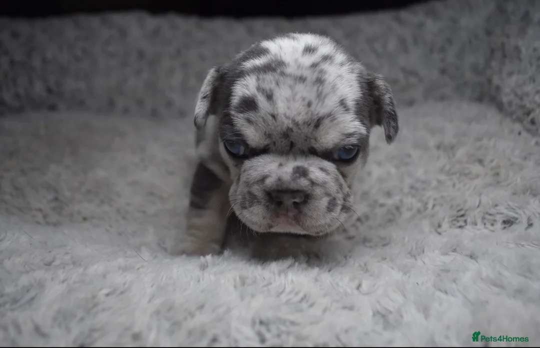 French Bulldog dogs for stud: Lilac and tan carrying Isabella  - Advert 13