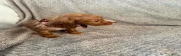 Cocker Spaniel dogs for sale: Working cocker spaniels  - Advert 9