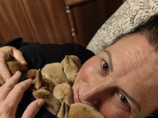 Mixed Breed rabbits - Advert 11