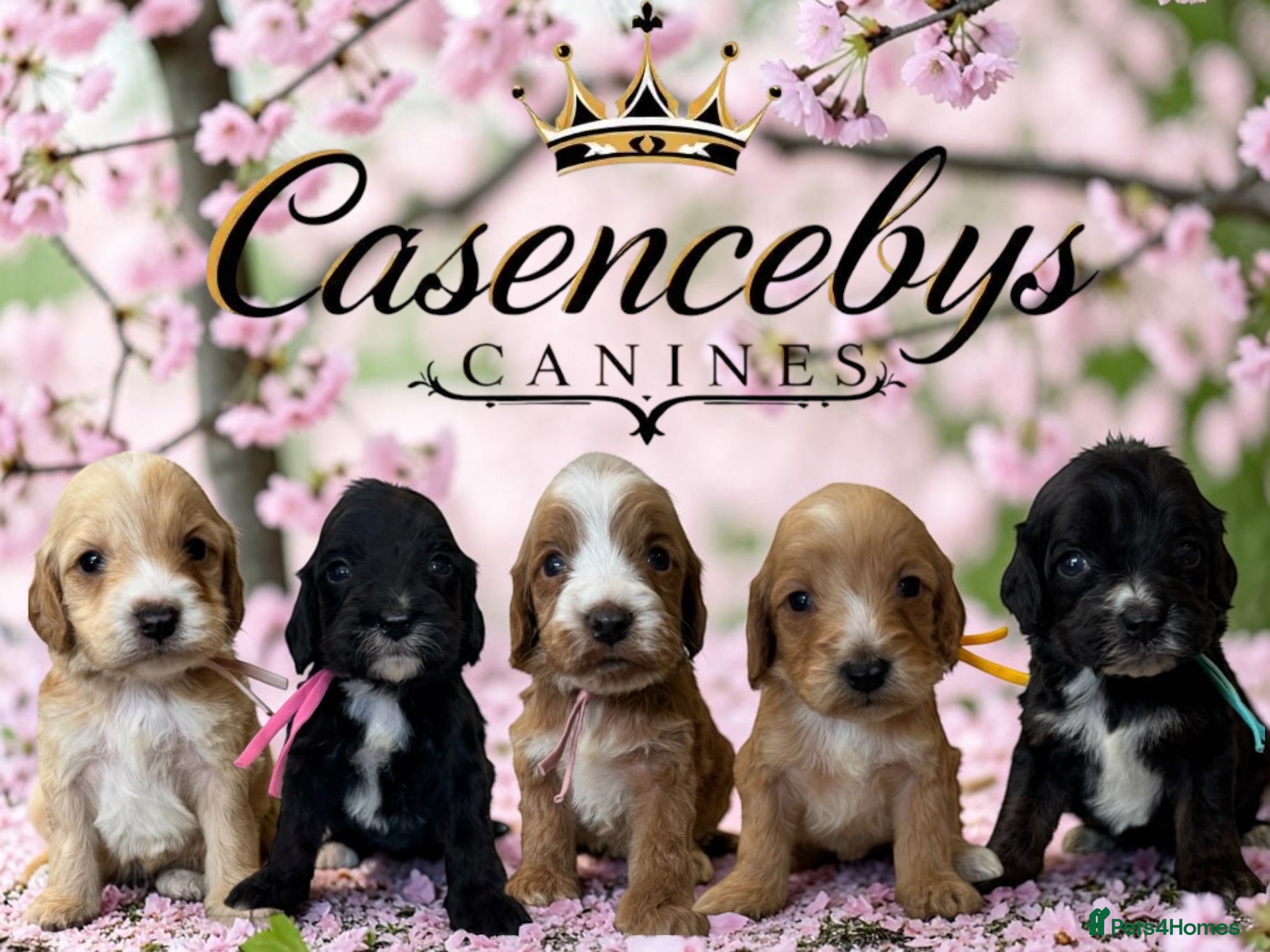 Cockapoo dogs Beautiful DNA clear F1 cockapoos pups - Advert 1