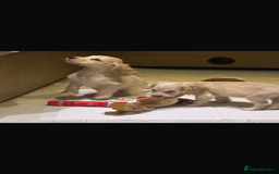 Cocker Spaniel dogs for sale: Beautiful cocker spaniels ❤️❤️ - Image 4