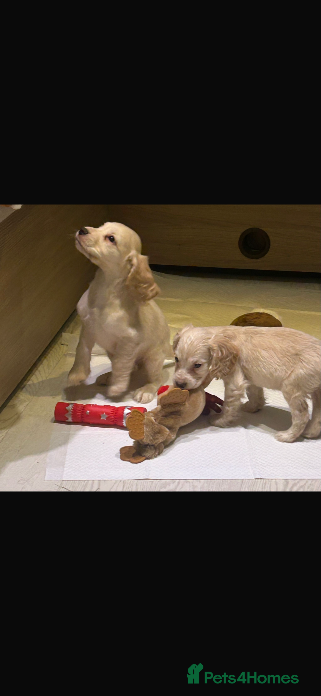 Cocker Spaniel dogs for sale: Beautiful cocker spaniels ❤️❤️ - Image 4