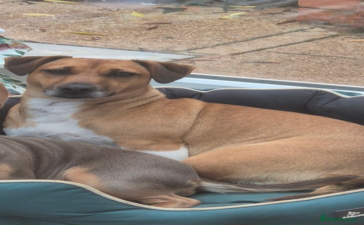 Jack Russell dogs 2 year old Female Jack Russell  - Advert 2