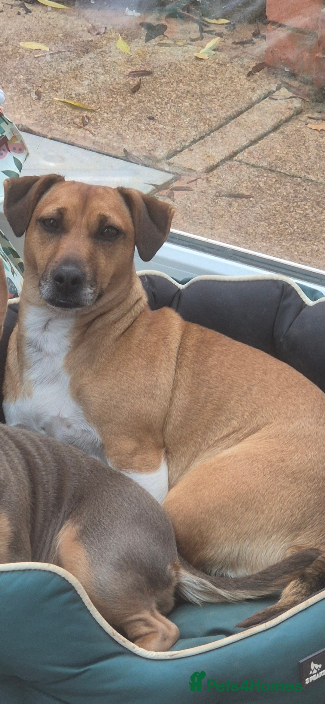 Jack Russell dogs for sale: 2 year old Female Jack Russell  - Advert 1