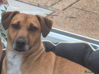 Jack Russell dogs for sale: 2 year old Female Jack Russell - Advert 1