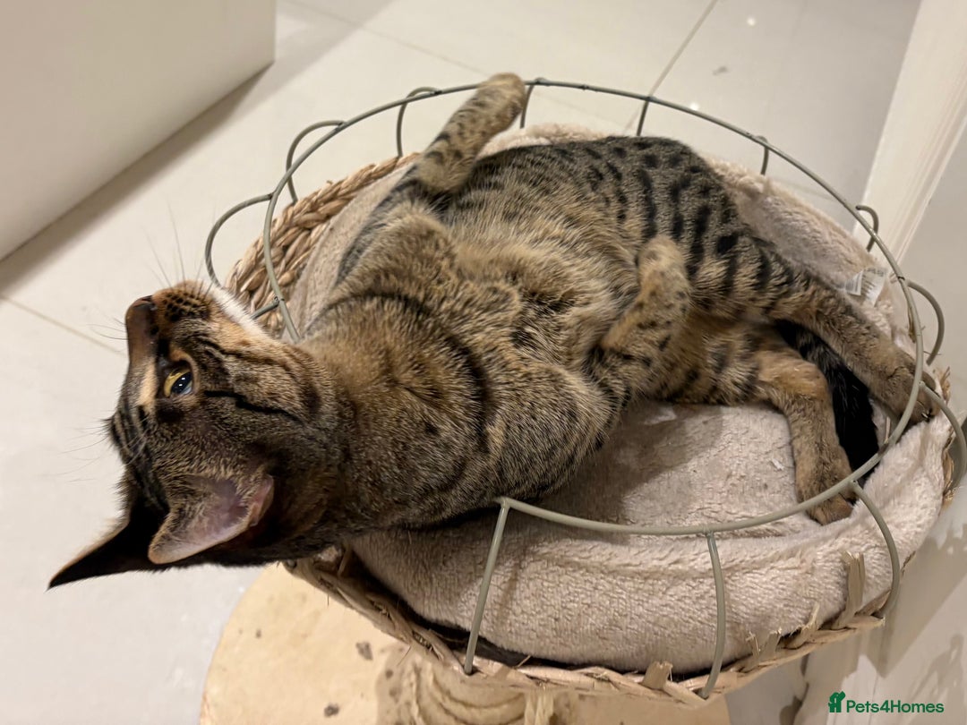 Savannah cats for sale: Super affectionate F6 SBT Savannah boy - Advert 12