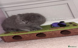 British Longhair cats for sale: Female kitten for sale  - Image 1