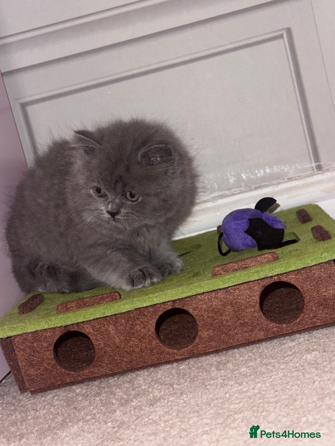 British Longhair cats for sale: Female kitten for sale  - Image 1