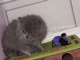 British Longhair cats for sale - Advert 1