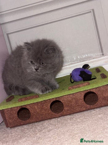 British Longhair cats - Advert 1