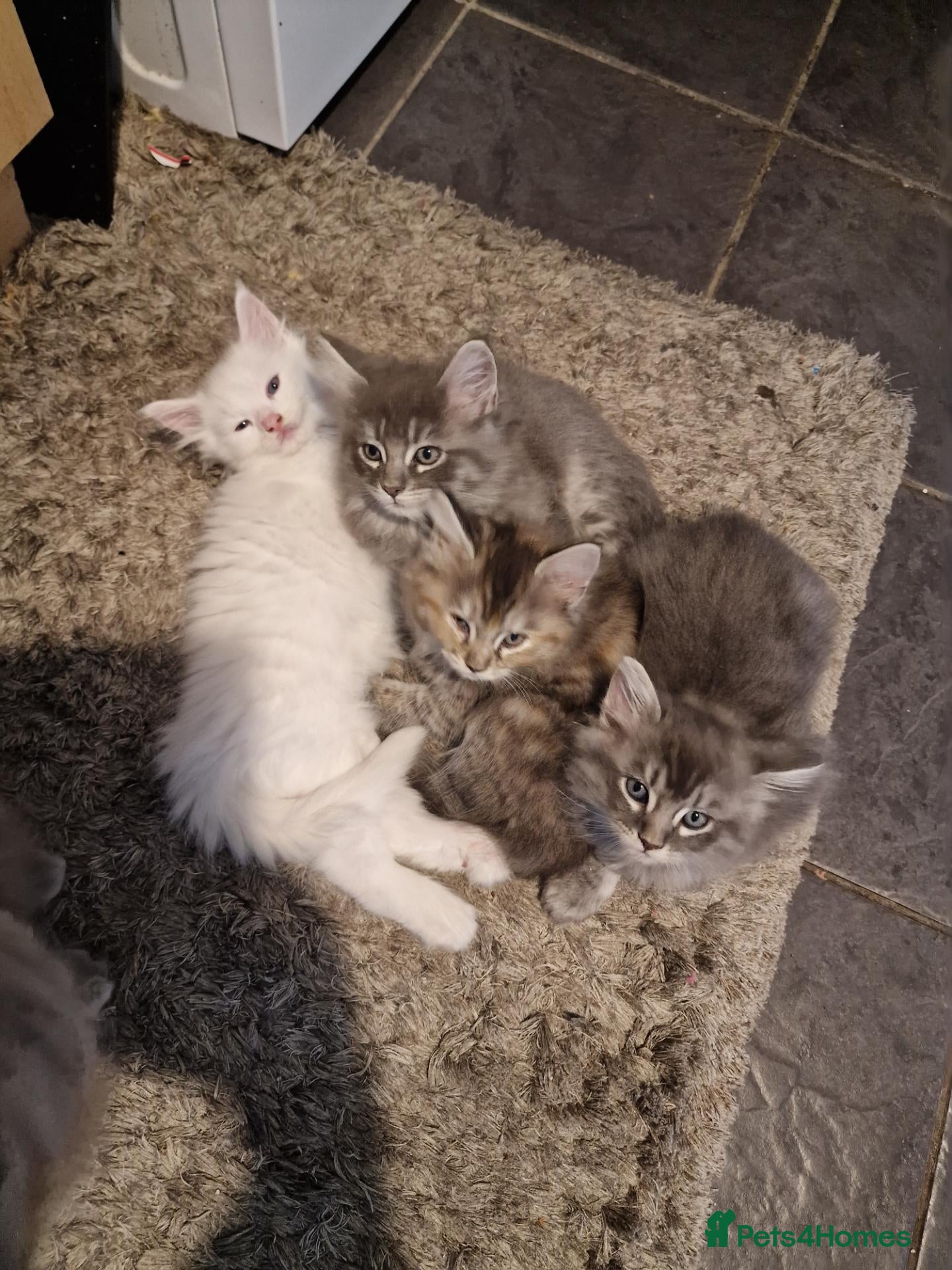 Mixed Breed cats pawsnpurrscattery Maine coon/russian nebelung - Advert 1