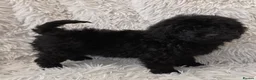 Toy Poodle dogs for sale: KC REGISTERED TOY POODLES FULLY HEALTH TESTED  - Advert 11