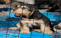 Cocker Spaniel dogs for sale: Show type cocker spaniel  - Image 9