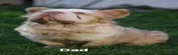 French Bulldog dogs for sale: HOME BRED FLUFFY FRENCHY•ISABELLA.KC&DNA CERT - Advert 3